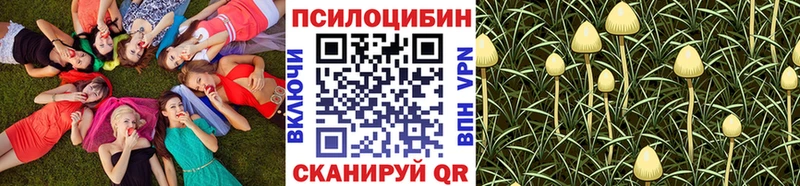 купить   Енисейск  Псилоцибиновые грибы Psilocybe 